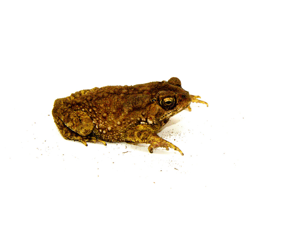 Chubby Frog (Kaoula pulchra)